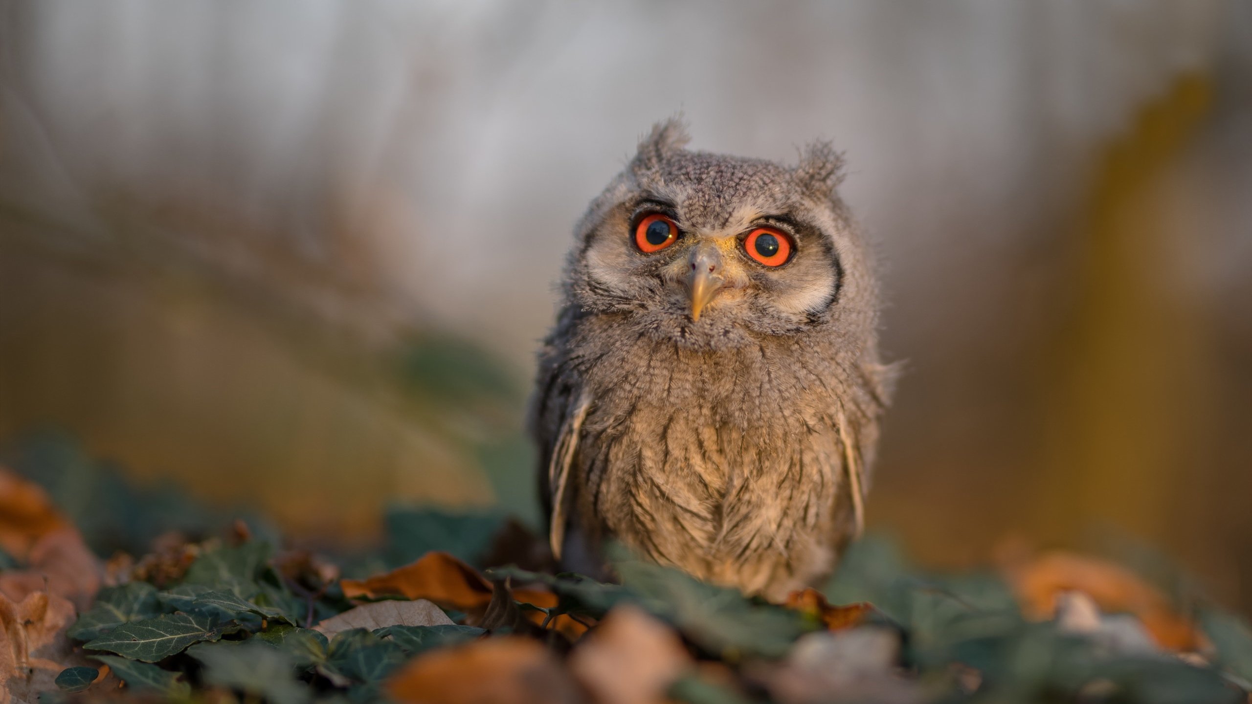 开云网页版-东亚杯中国足球战平 球迷希望加强磨合,东亚杯国足大名单