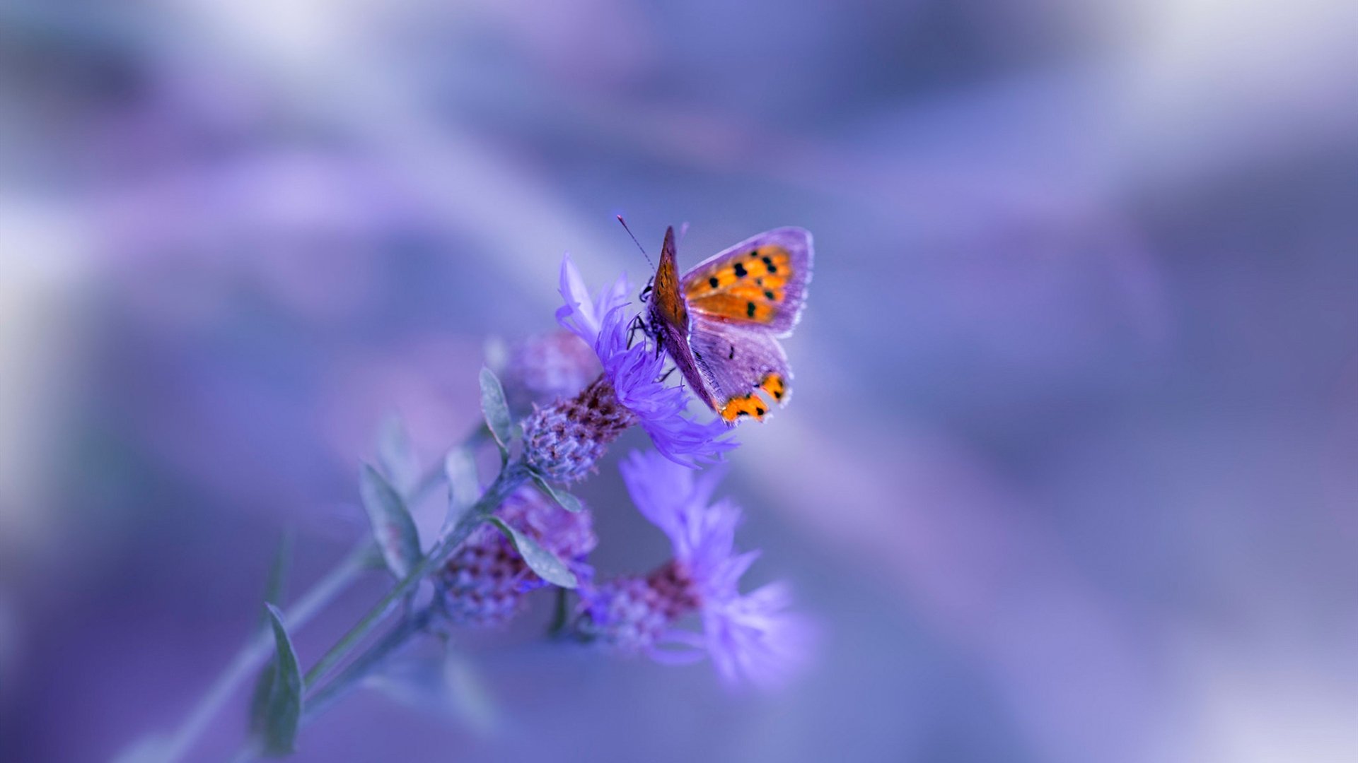 kaiyun中国官方网站-中国女篮多点开花,中国女篮什么