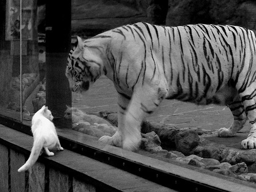 开云中国大陆-罗马尼亚队赛制探讨:如何在团体赛中优化队员配置,罗马尼亚队大名单