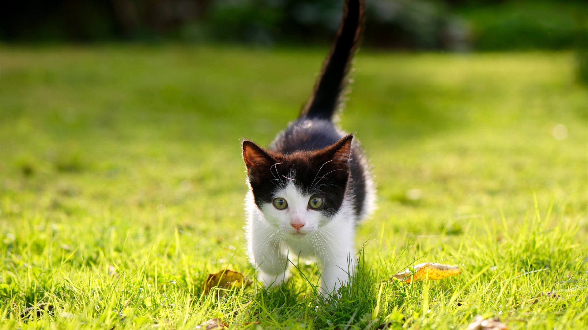 kaiyun中国官方网站-弗朗索瓦·斯图尔特:凭借强大防守能力,为南非队锁定胜局,弗朗索瓦菲利福尔